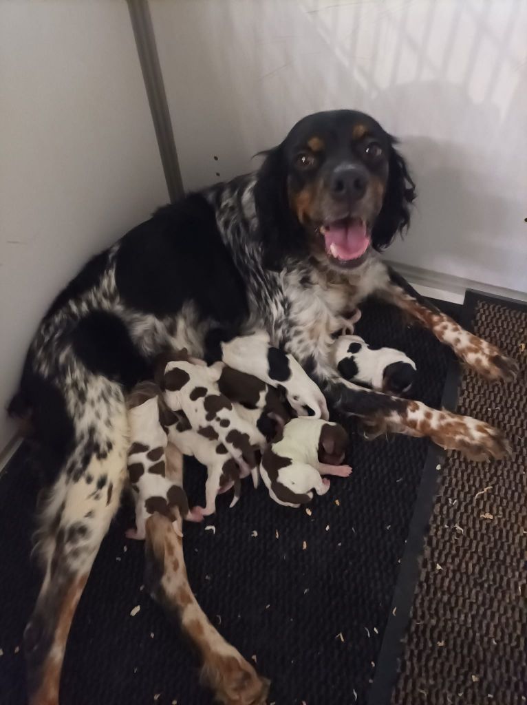 chiot Epagneul Breton de la vallée de la Py