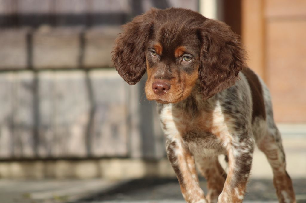 de la vallée de la Py - Chiot disponible  - Epagneul Breton