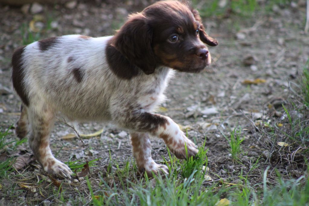 de la vallée de la Py - Chiot disponible  - Epagneul Breton