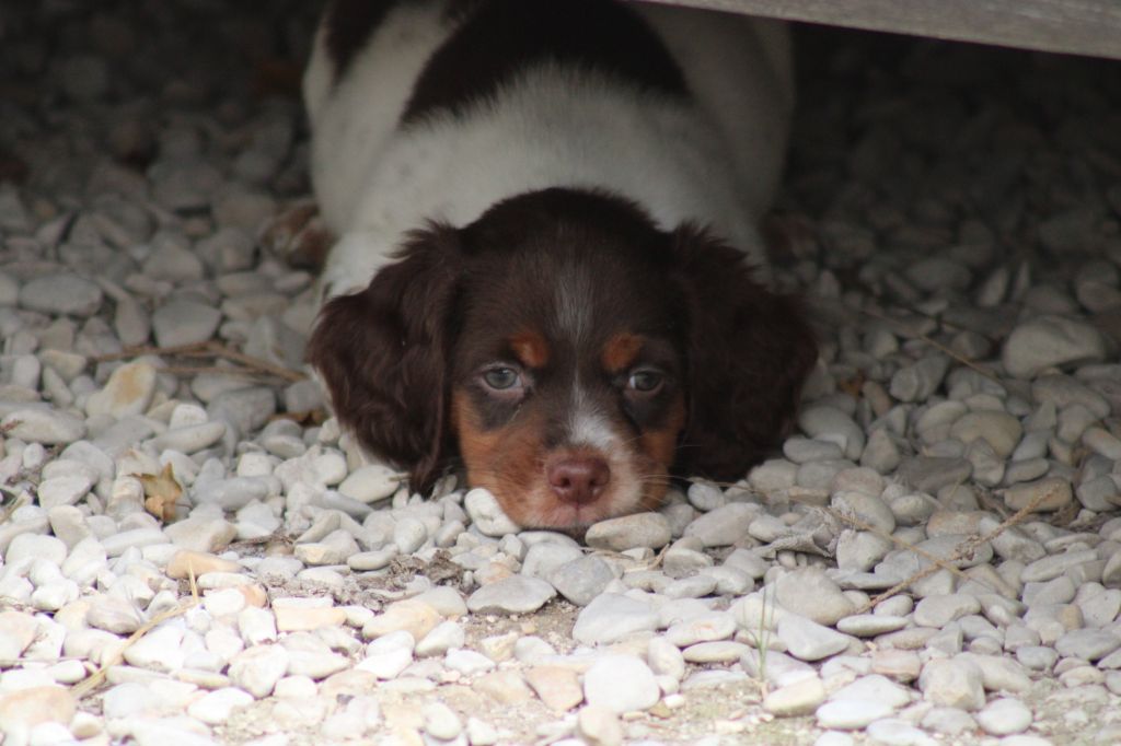 de la vallée de la Py - Chiot disponible  - Epagneul Breton