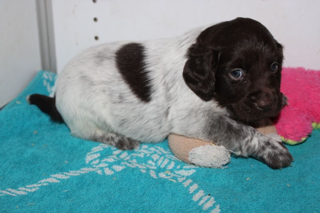 de la vallée de la Py - Chiot disponible  - Petit Epagneul de Münster