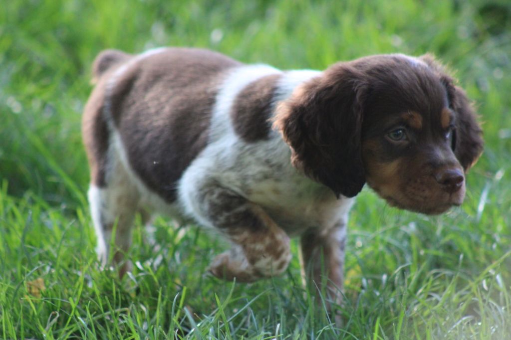 de la vallée de la Py - Chiot disponible  - Epagneul Breton