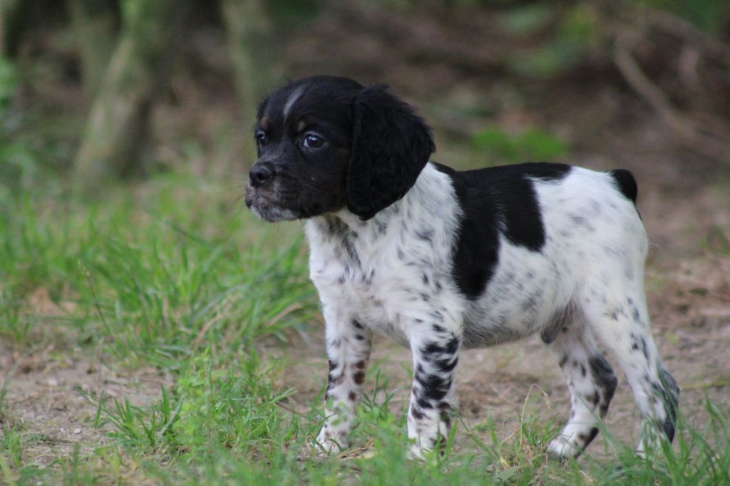 de la vallée de la Py - Chiot disponible  - Epagneul Breton