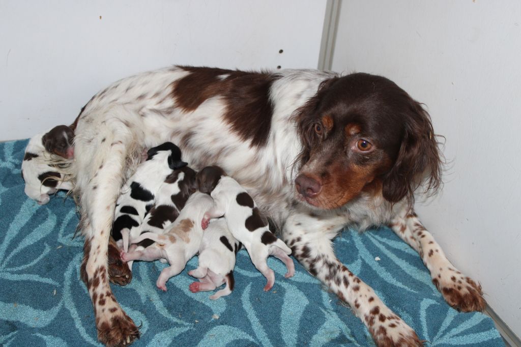 chiot Epagneul Breton de la vallée de la Py