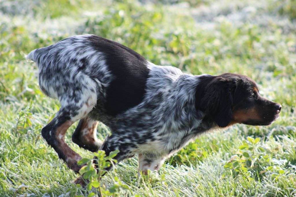 de la vallée de la Py - Chiot disponible  - Epagneul Breton