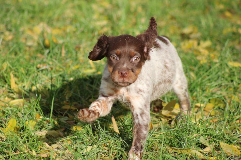 de la vallée de la Py - Chiot disponible  - Epagneul Breton