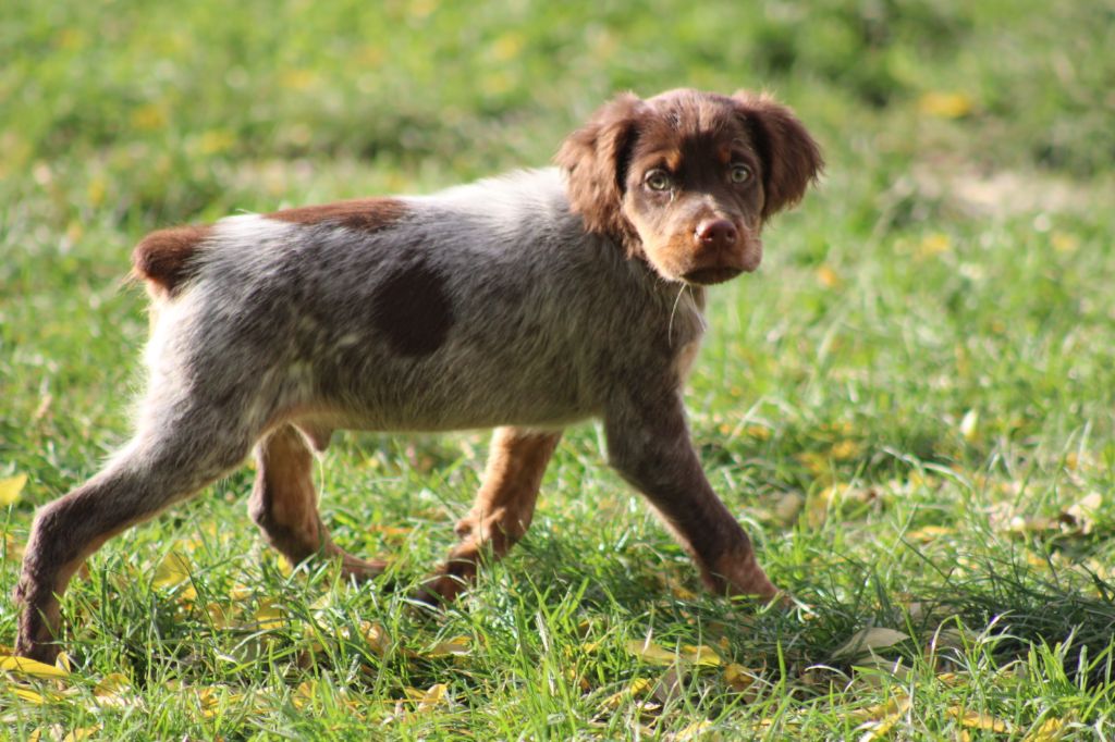 de la vallée de la Py - Chiot disponible  - Epagneul Breton