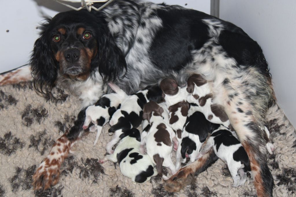 chiot Epagneul Breton de la vallée de la Py