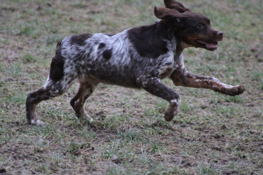 de la vallée de la Py - Chiot disponible  - Epagneul Breton