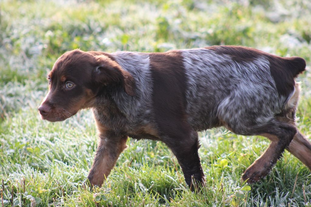 de la vallée de la Py - Chiot disponible  - Epagneul Breton