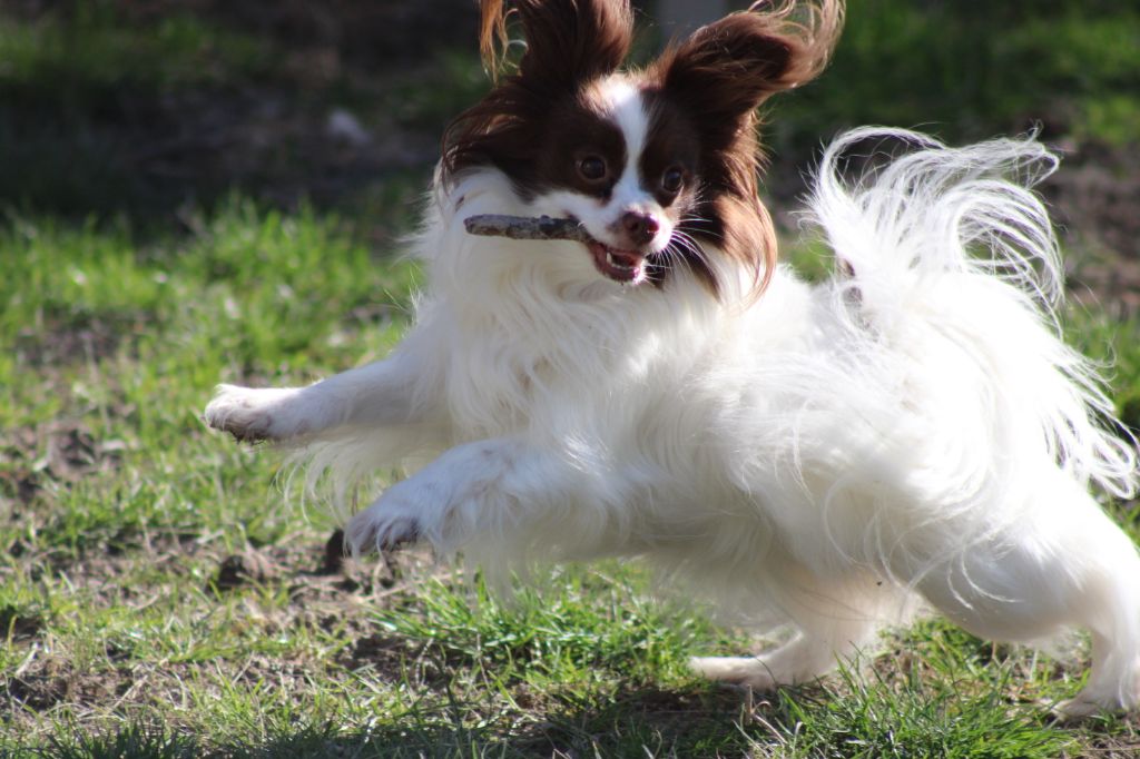 Ylla, Chien-papillon (1935)