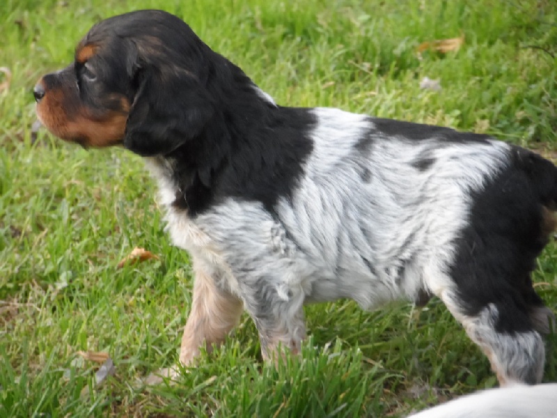 Harper De La Vallée De La Py