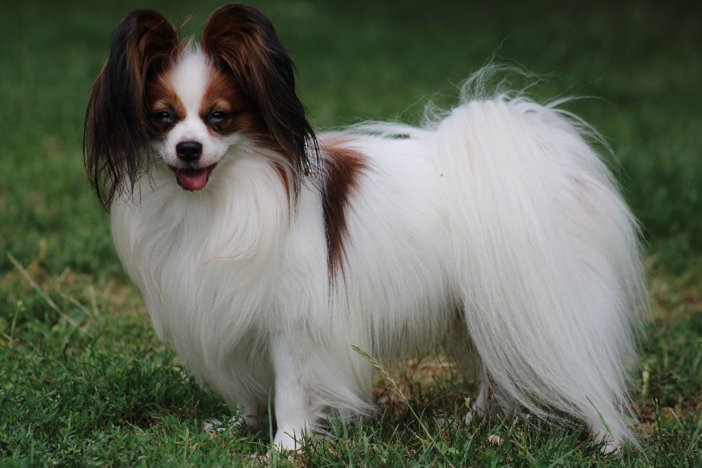 Jepp De La Vallée De La Py