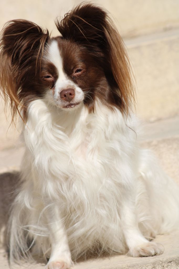 Mirabelle De La Vallée De La Py