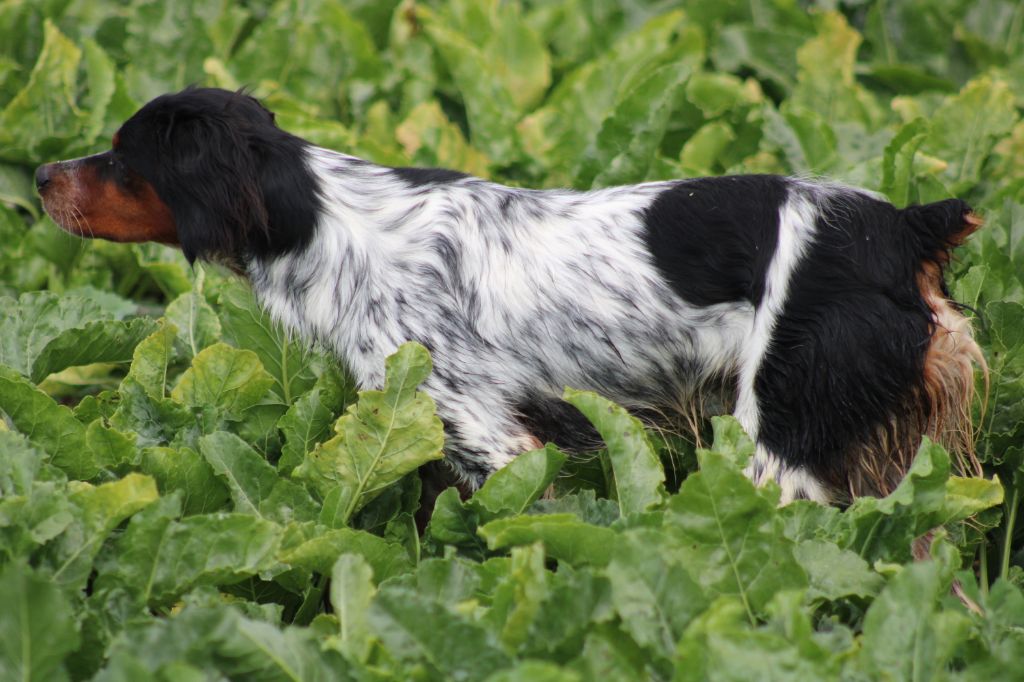 Viking De La Vallée De La Py