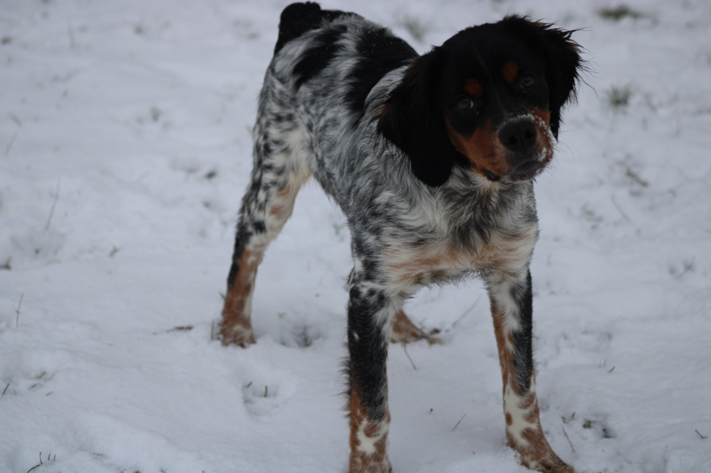 Amos De La Vallée De La Py