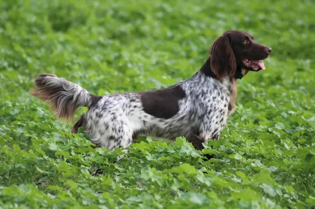 TR. Toad De La Vallée De La Py
