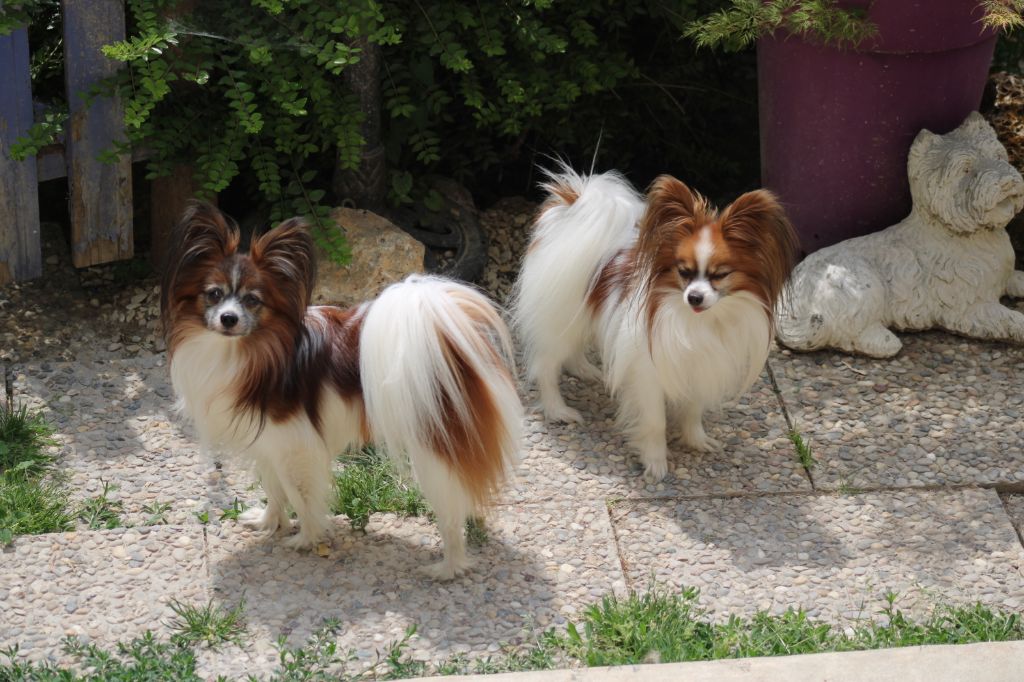 Mes deux loulous Owen et Ninja de la vallée de la py 