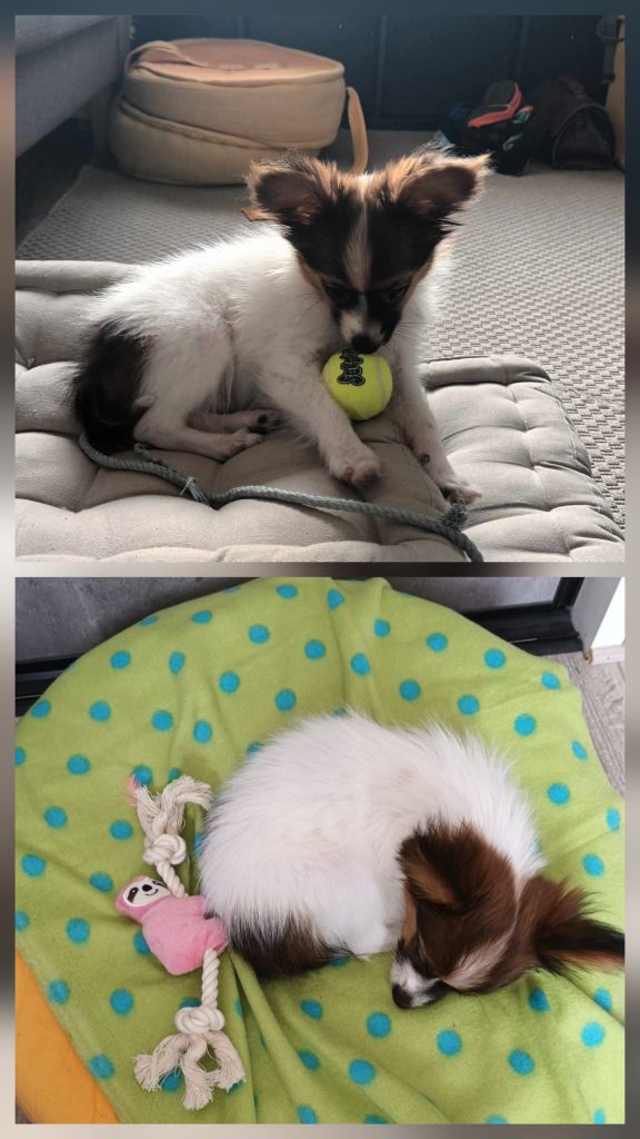 De La Vallée De La Py - Reçu des photos de Aladdin de la vallée de la py merci