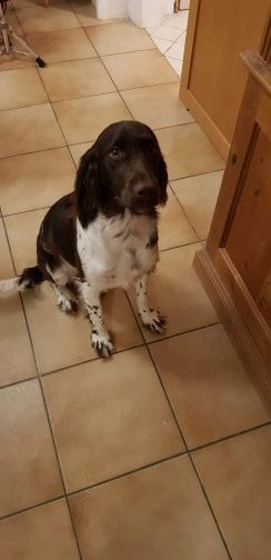 de la vallée de la Py - RECU UNE PHOTO DE PEANUT'S DE LA VALLEE DE LA PY MERCI