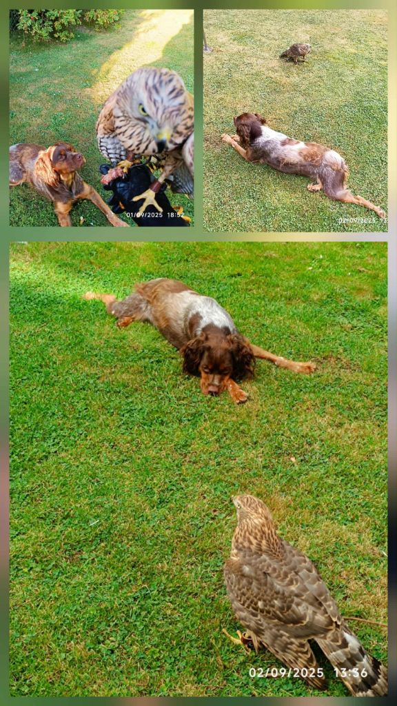 De La Vallée De La Py - Reçu une photo de Uriah de la vallée de la py merci