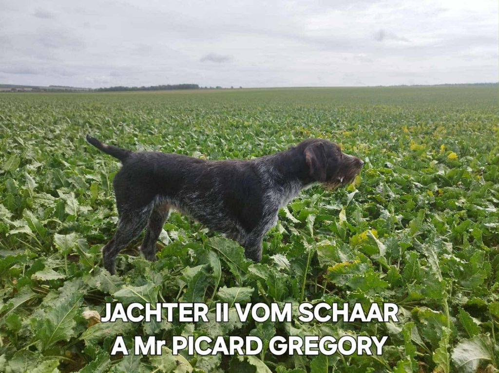 De La Vallée De La Py - CONCOURS DE  FIELD TRIAL  D 'AUTOMNE 2025