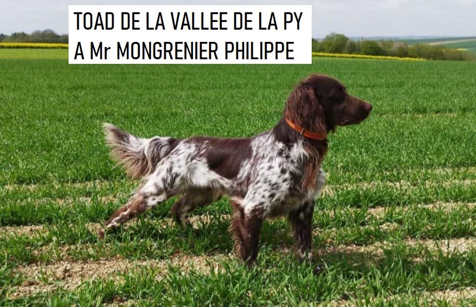 de la vallée de la Py - CONCOURS DE FIELD TRIAL D' AUTOMNE 2024