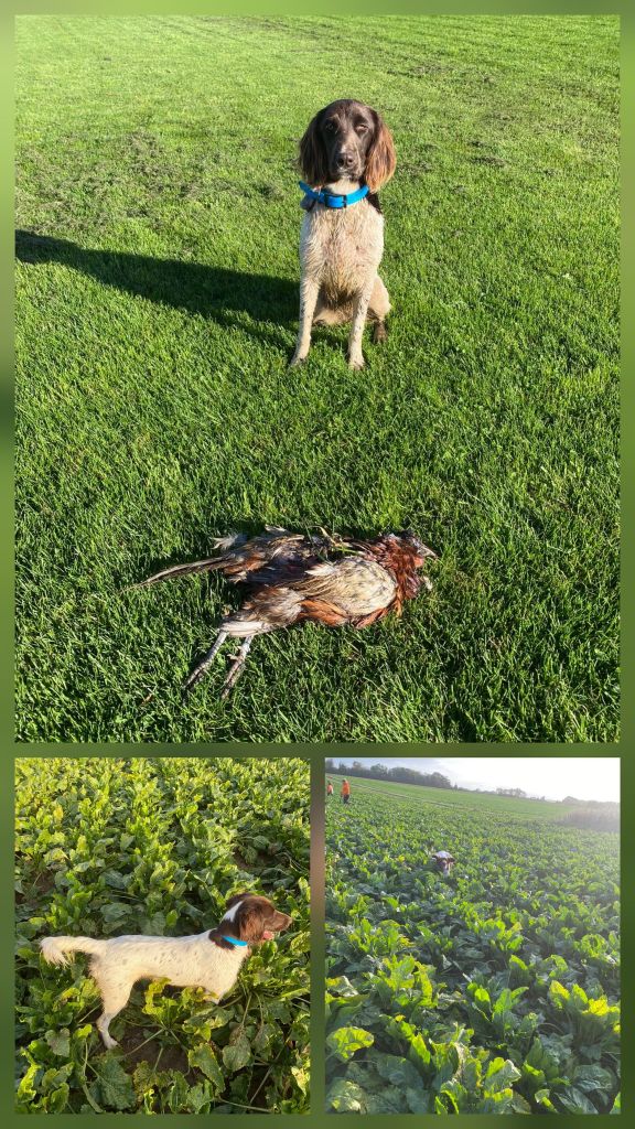 De La Vallée De La Py - Reçu des photos de Arya de la vallée de la py merci