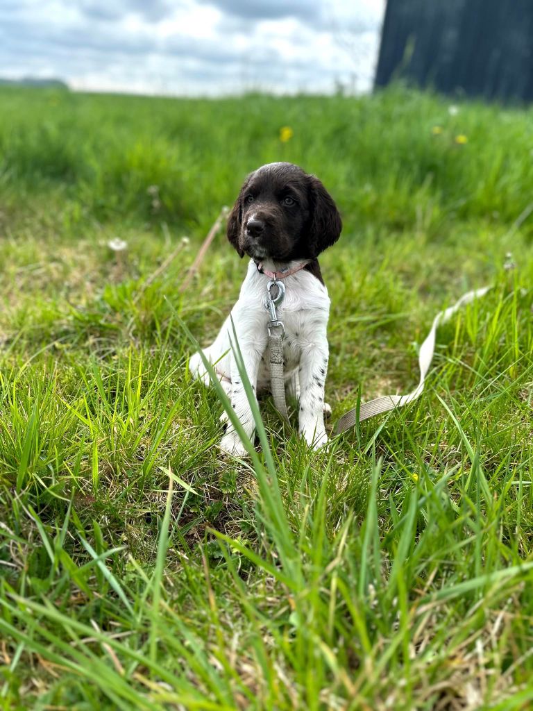 de la vallée de la Py - Reçu une photo de Arya de la vallée de la py merci