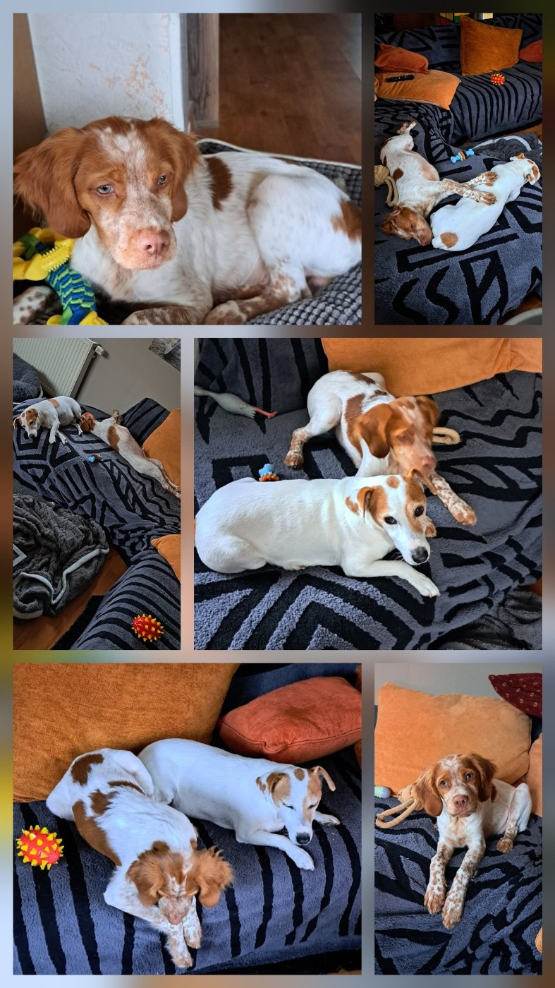 De La Vallée De La Py - Reçu des photos de Awen de la vallée de la py merci