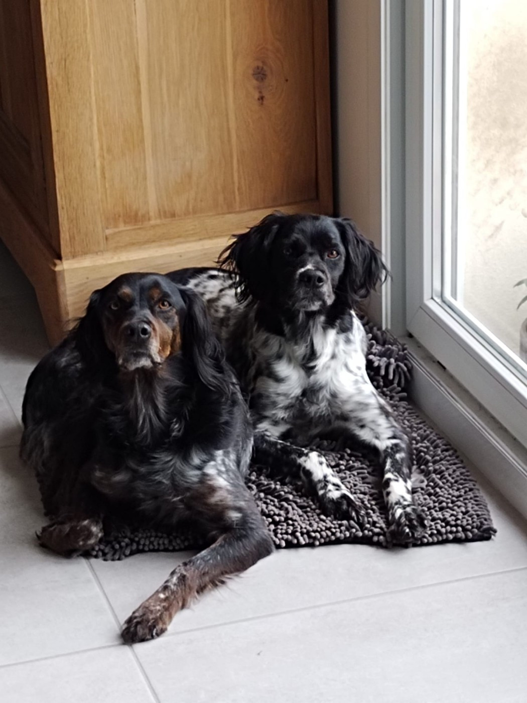 De La Vallée De La Py - Reçu des photos de Oxa et Rika de la vallée de la py merci