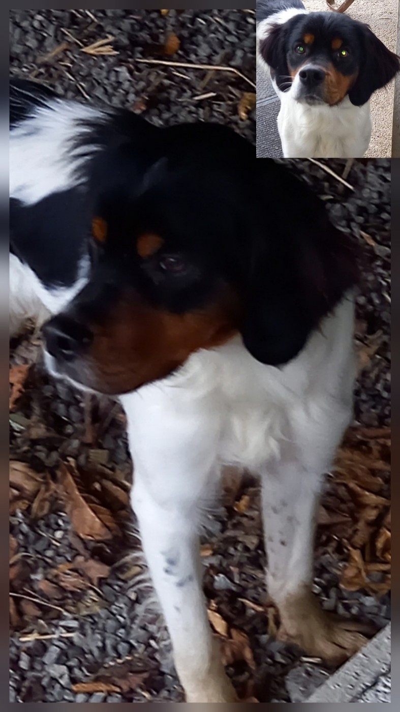 De La Vallée De La Py - Reçu des photos de Apache de la vallée de la py merci