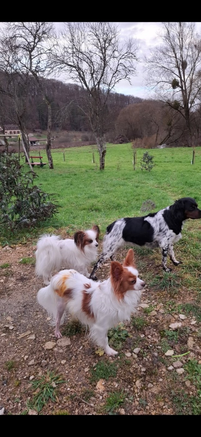 De La Vallée De La Py - Reçu une photo de 3 loulous de la vallée de la py Urfy,Ula et Vany merci