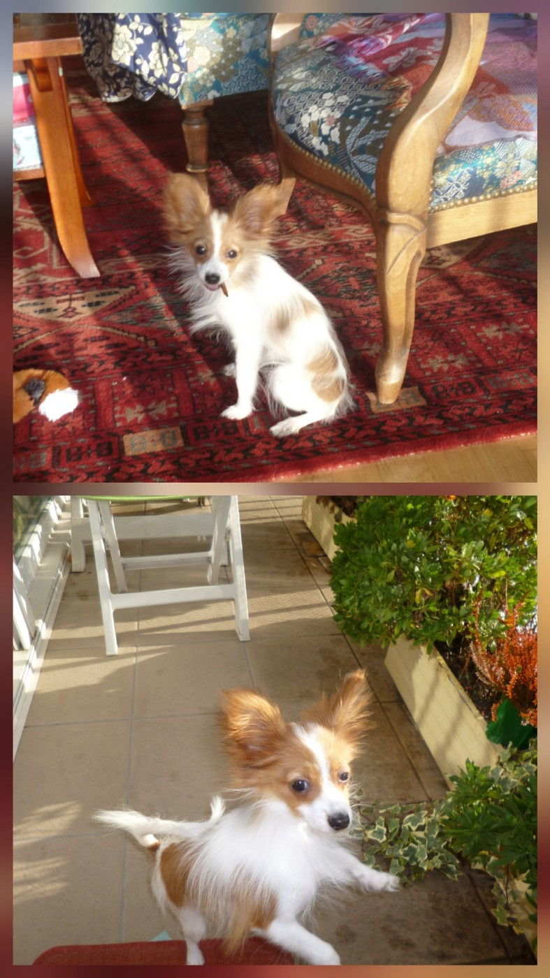 De La Vallée De La Py - Reçu des photos de Alvyn de la vallée de la py merci