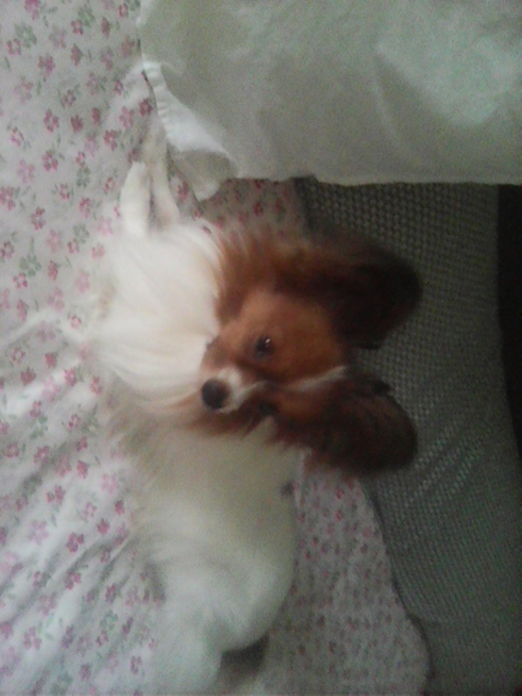 Reçu une photo de Urby de la vallée de la py merci