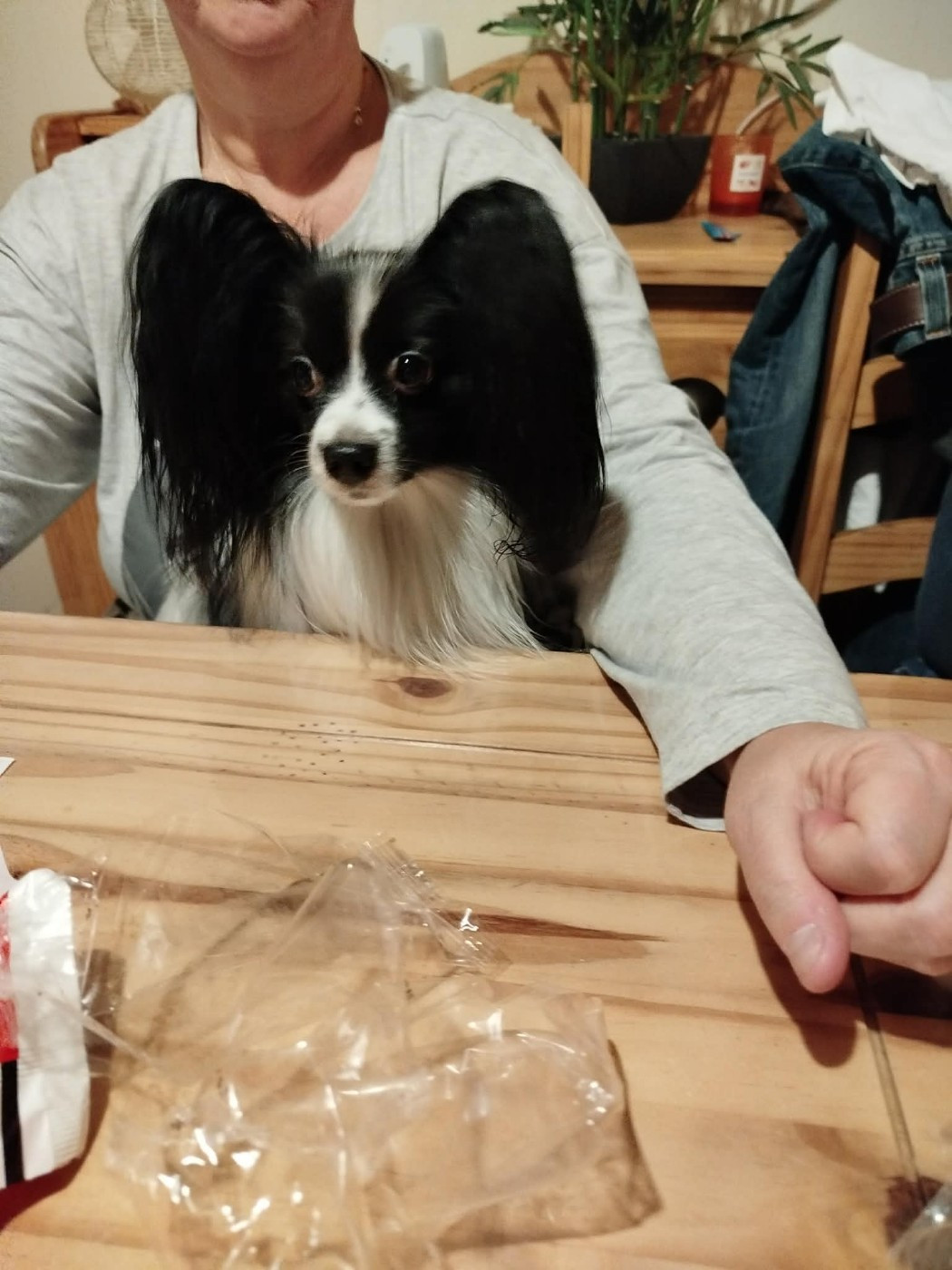 Reçu une photo de Scout de la vallée de la py merci