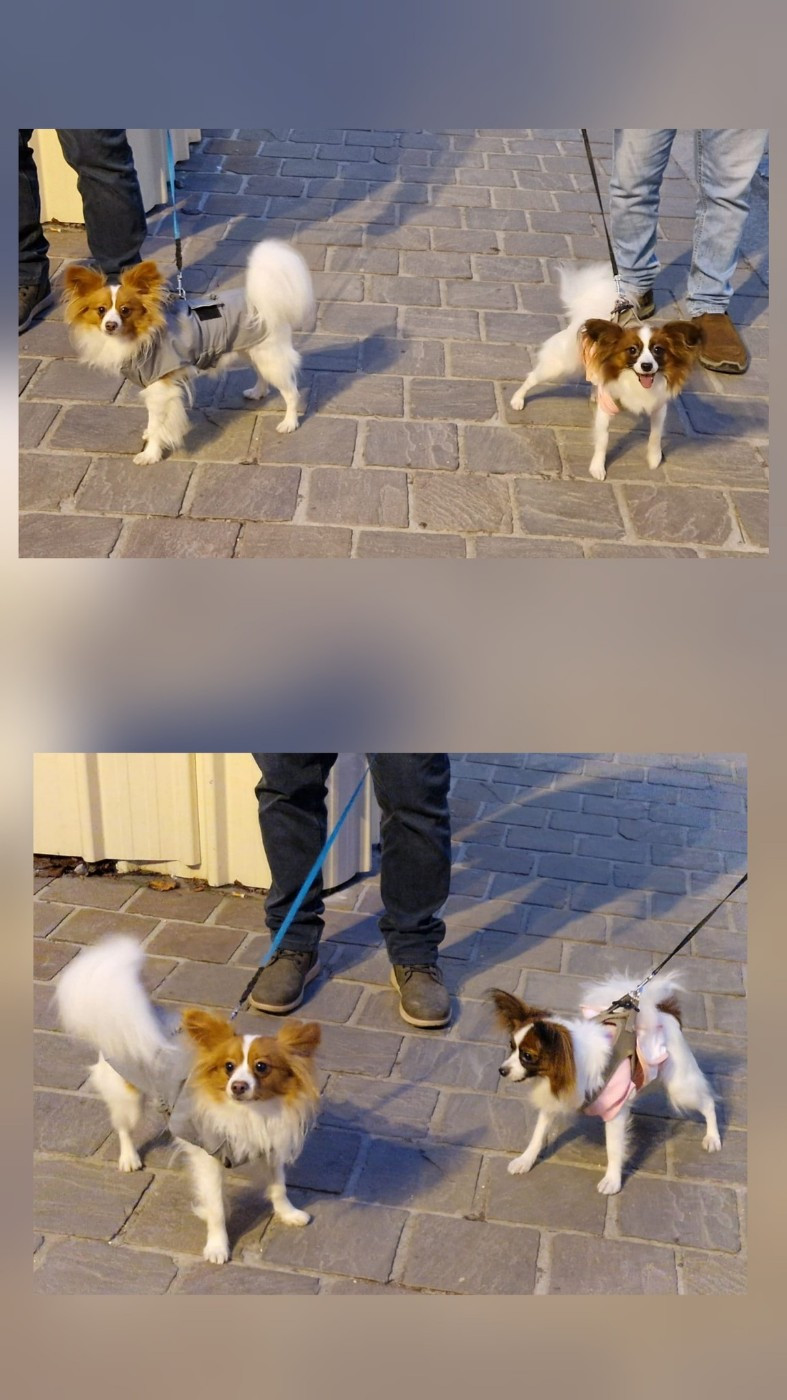 Reçu des photos de Velcro et Vodka de la vallée de la py merci