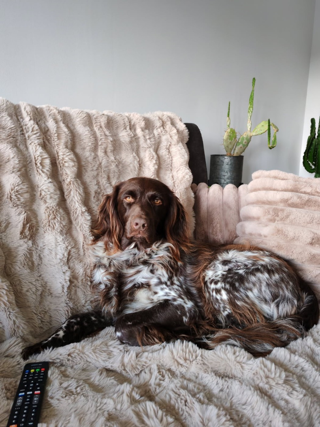 De La Vallée De La Py - Reçu une photo de Tiboy de la vallée de la py merci