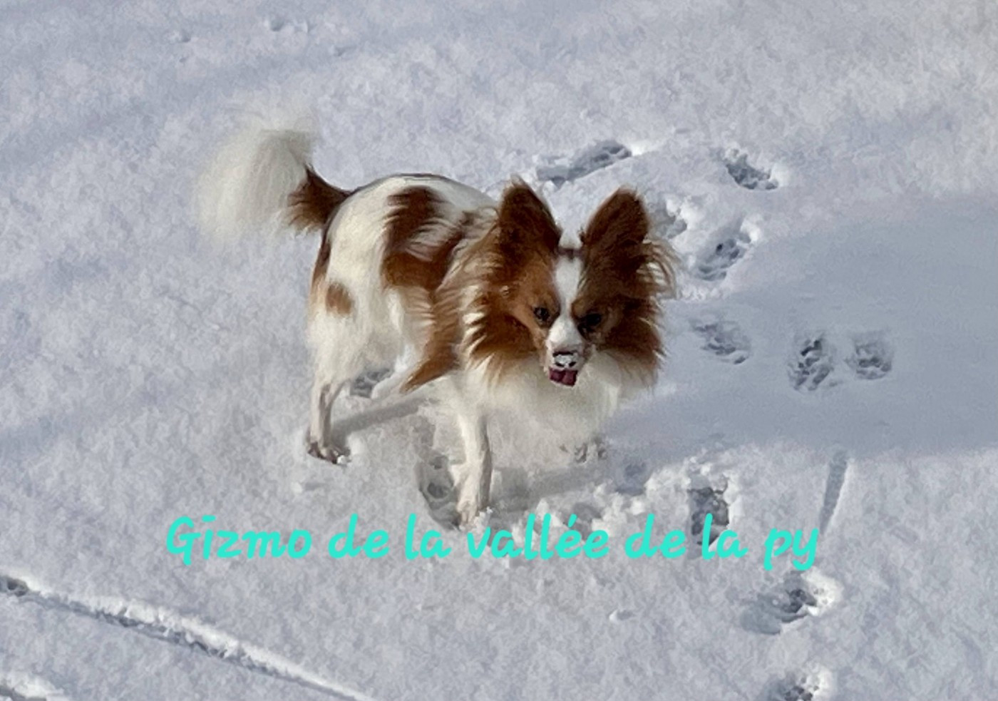 De La Vallée De La Py - Reçu des photos pour la bonne année merci
