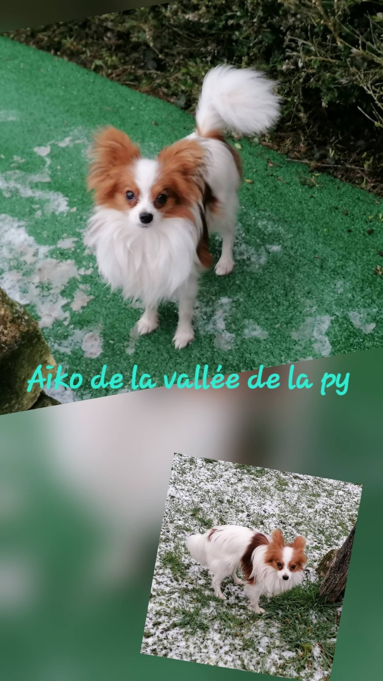 De La Vallée De La Py - Reçu des photos pour la bonne année merci