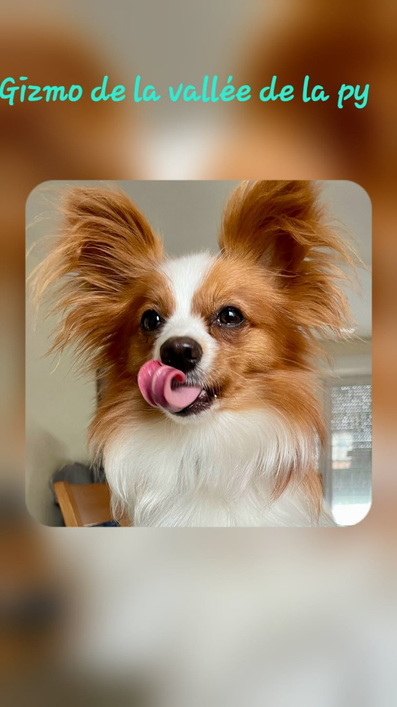 De La Vallée De La Py - Reçu des photos pour la bonne année merci