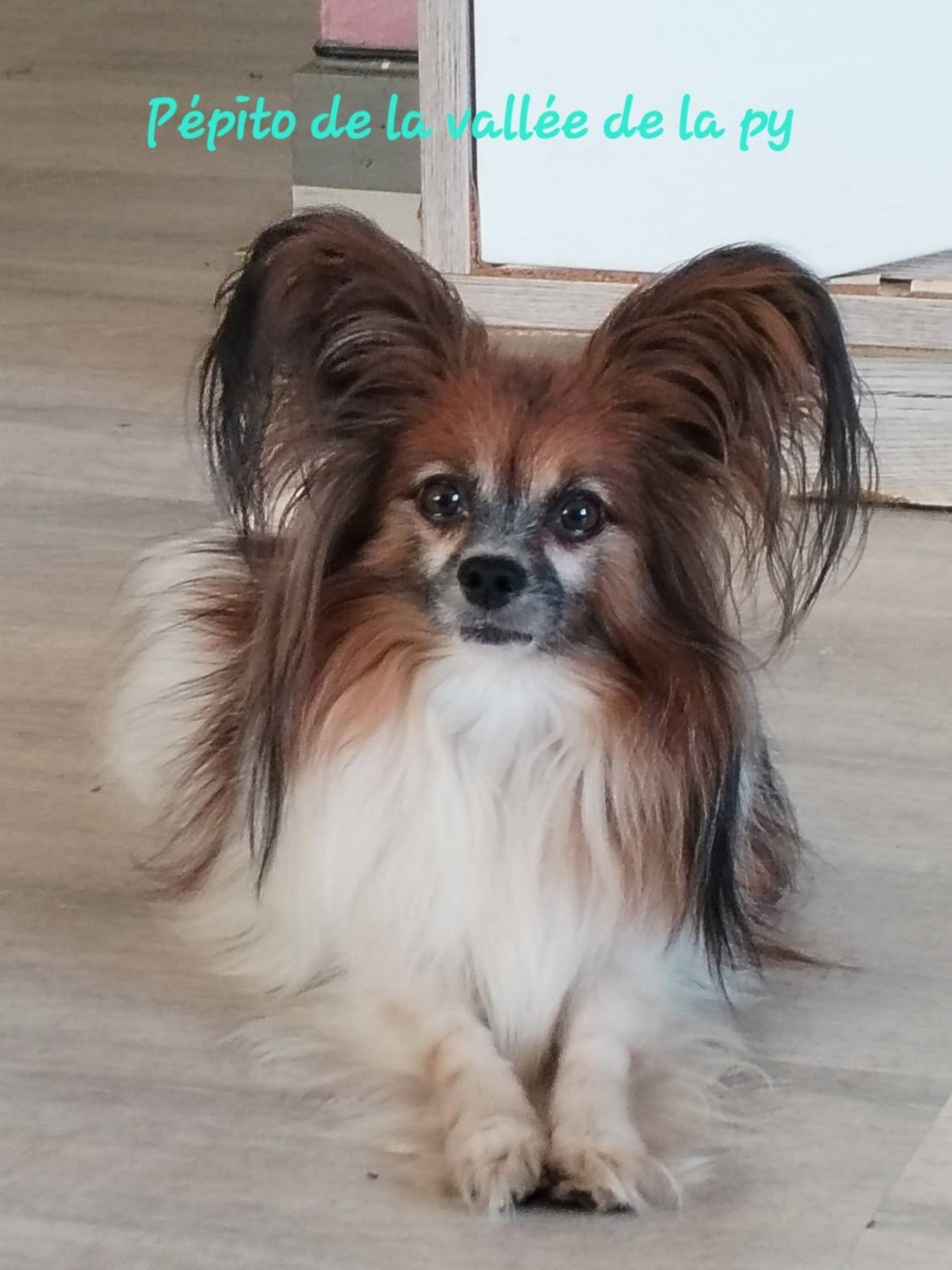 De La Vallée De La Py - Reçu des photos pour la bonne année merci