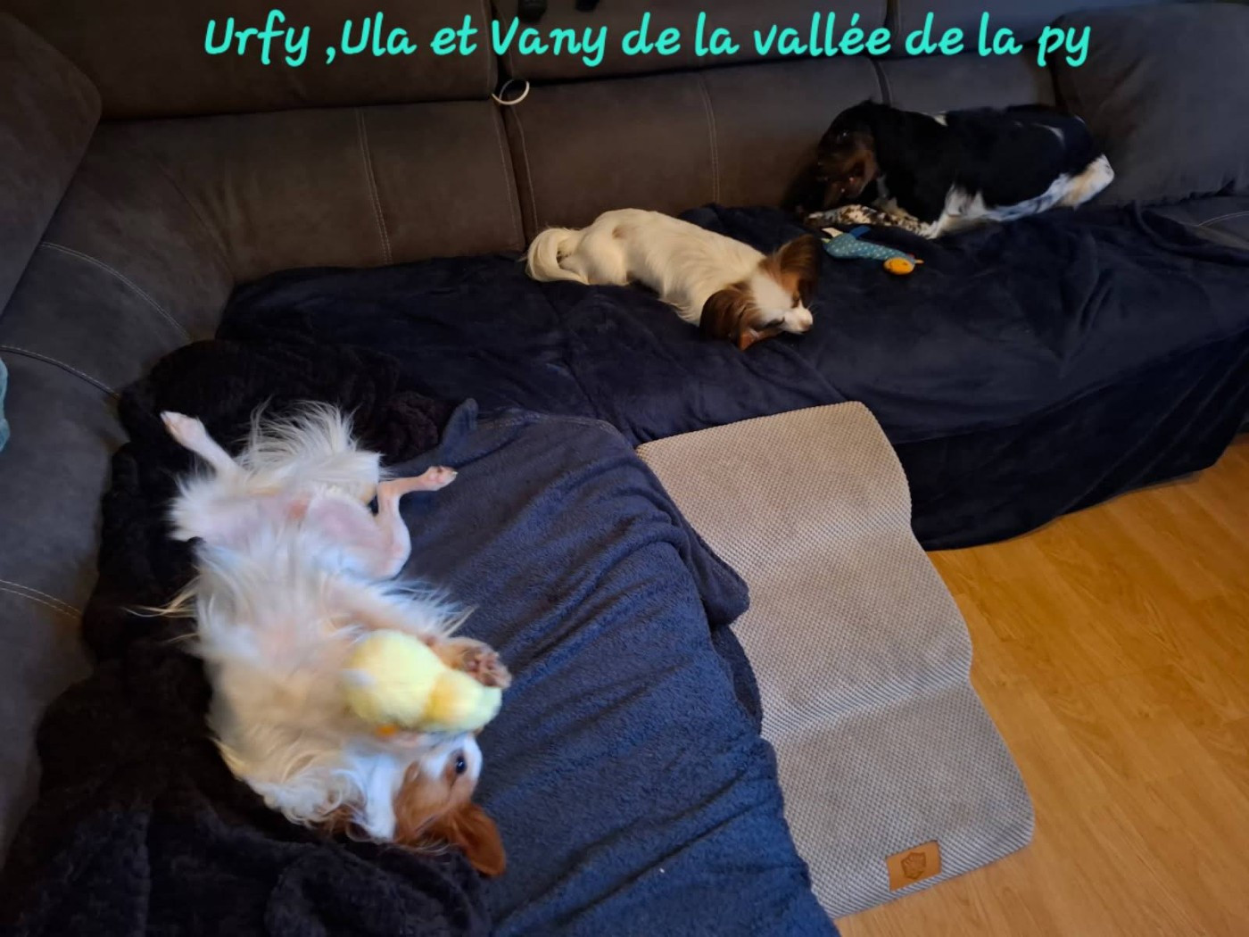 De La Vallée De La Py - Reçu des photos pour la bonne année merci