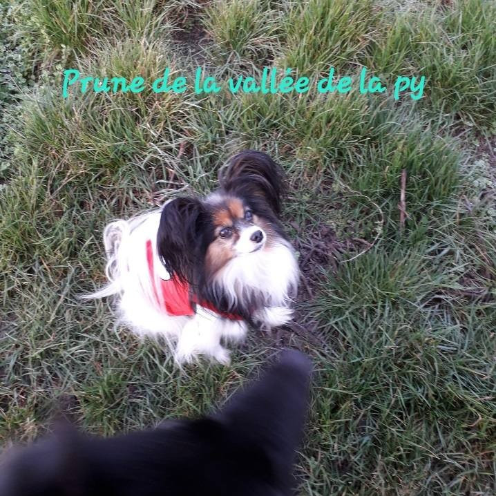 De La Vallée De La Py - Reçu des photos pour la bonne année merci