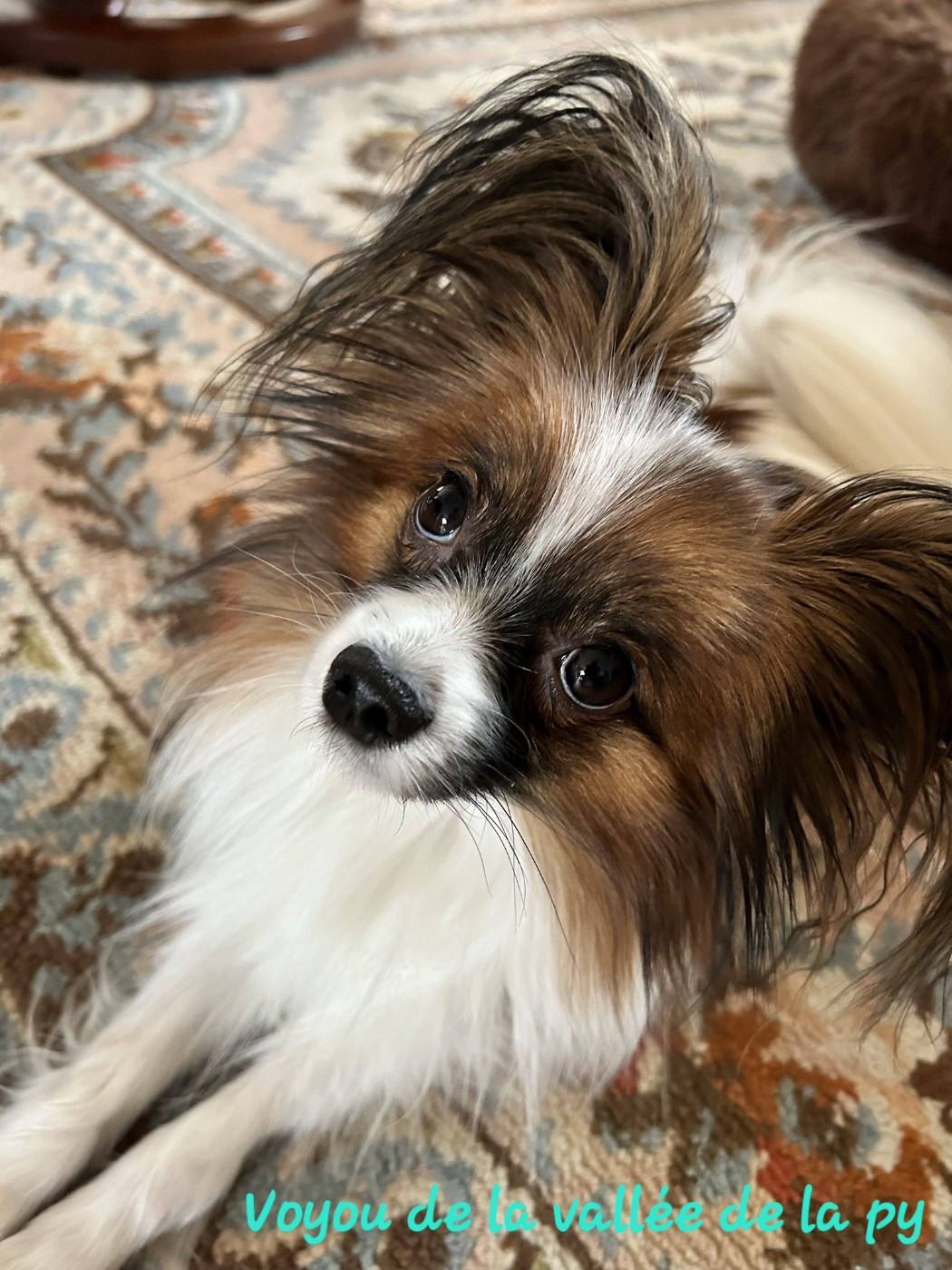 Reçu des photos pour la bonne année merci