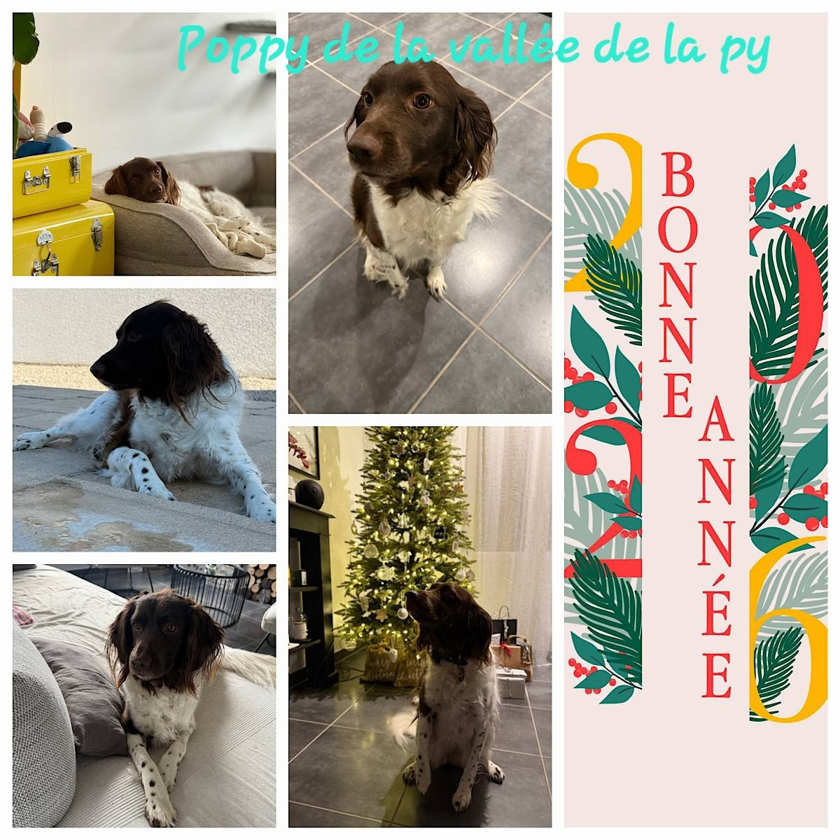 De La Vallée De La Py - Reçu des photos pour la bonne année merci