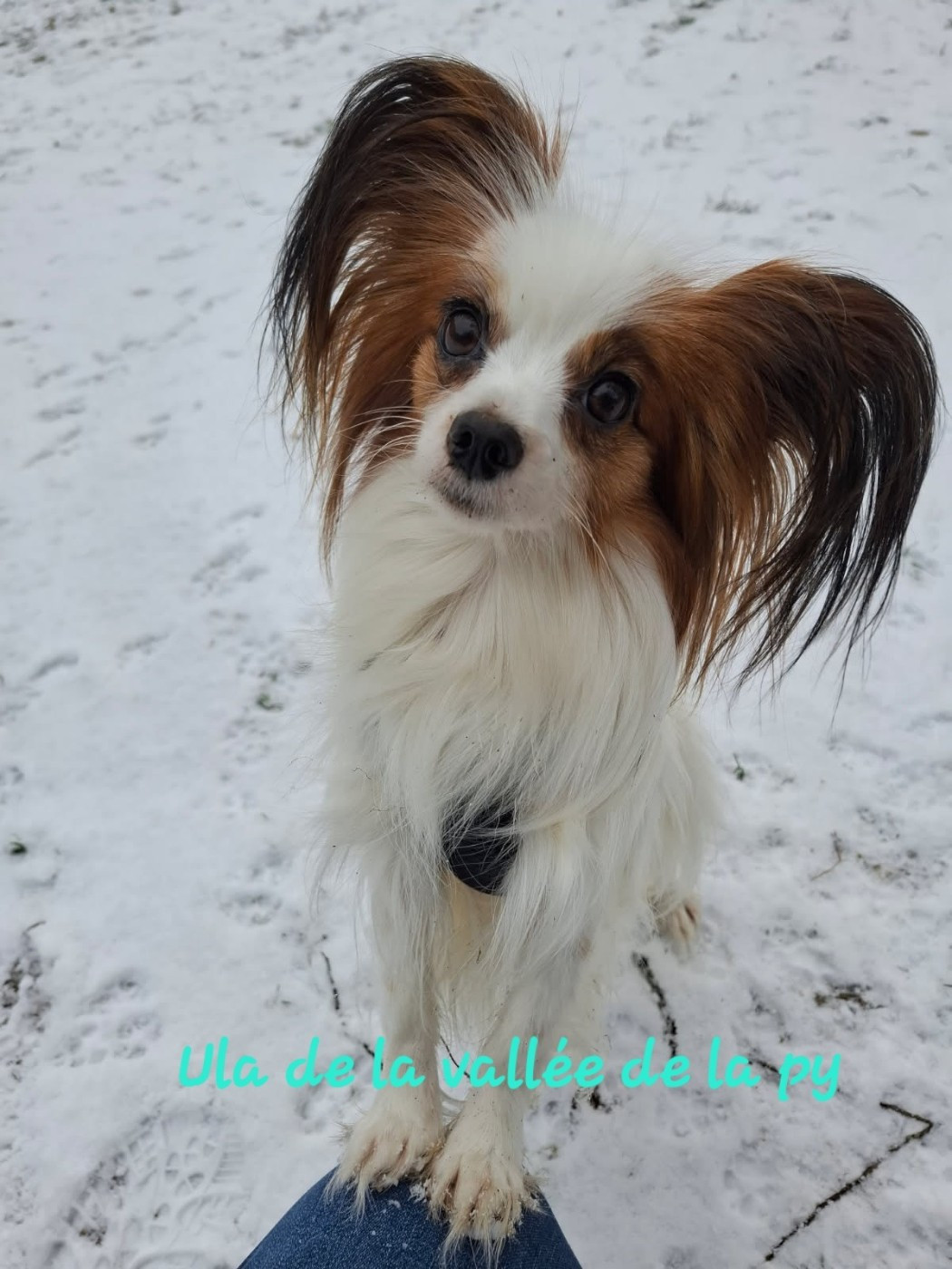 Reçu des photos pour la bonne année merci