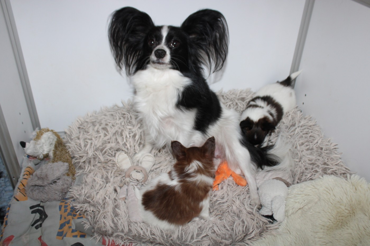 Rina avec les deux petits loulou