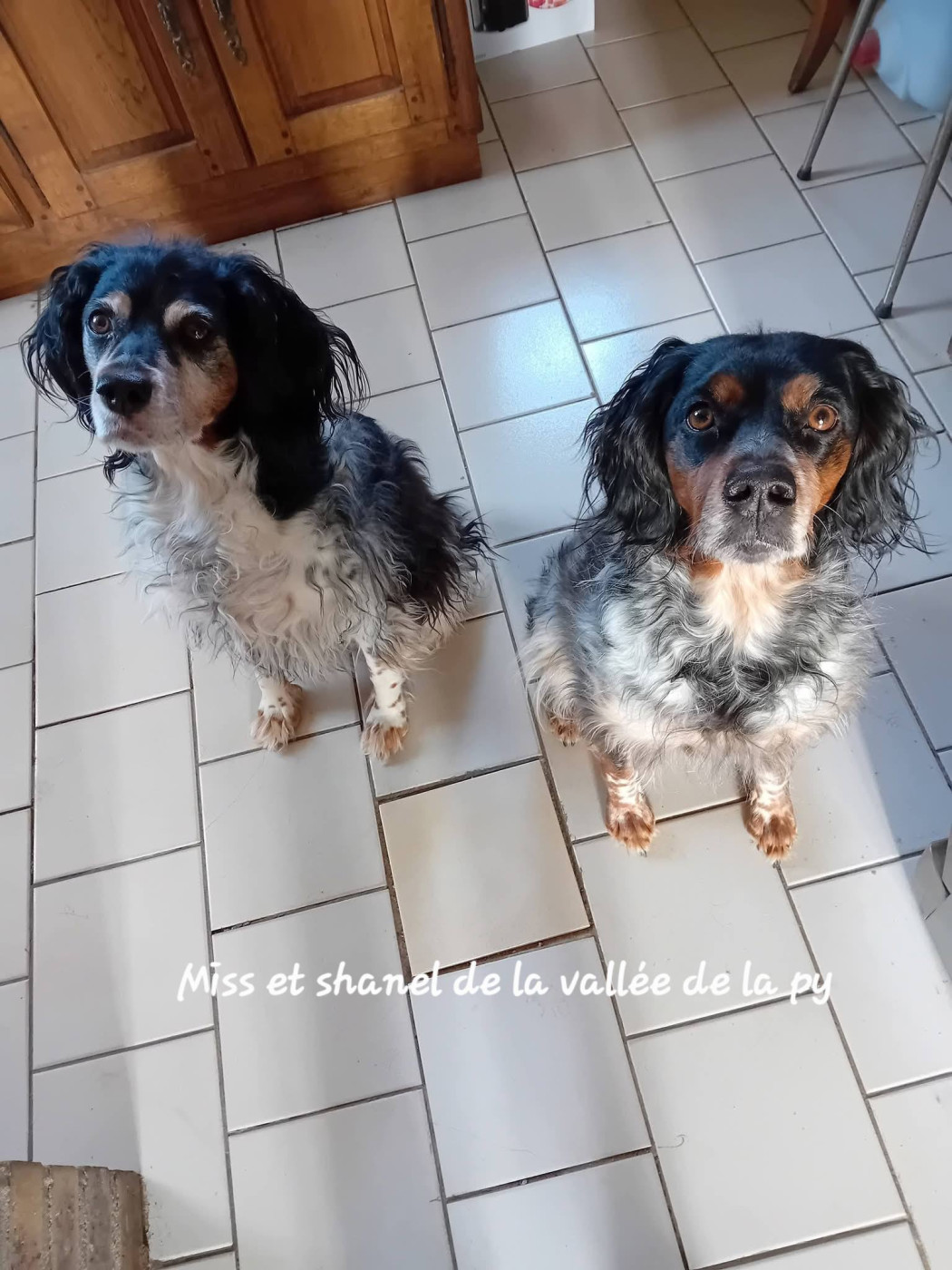 Reçu des photos de Miss et Shanel merci