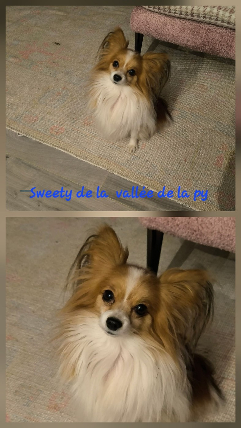 De La Vallée De La Py - Reçu des photos de Sweety merci